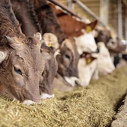 Application : Protéines brutes dans les aliments pour animaux